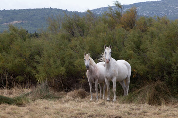 Obraz premium chevaux blancs