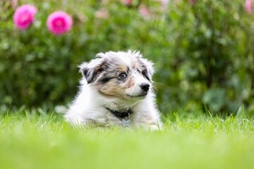 Beautiful small shetland sheepdog sheltie puppy with flowers on the background.