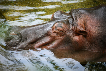 Fototapeta na wymiar A brown hippopotamus lying in the water.