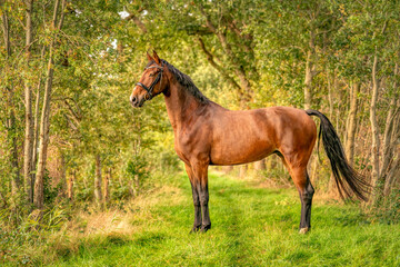 Fototapeta premium A brown horse on a forest trail in the autumn evening sun. fairy tale