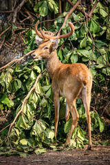 The deer was looking for a living and looked back