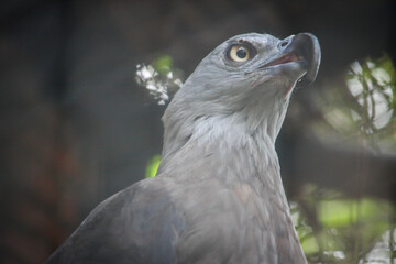 The black eagle looks forward and the background is blurred
