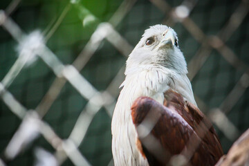 The white-headed eagle looking forward perched on the branch and the background blurred.