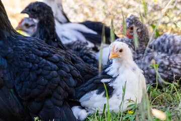portrait of chick in the grass