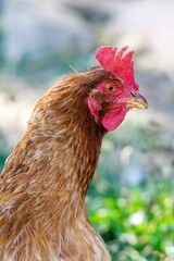 portrait of chicken in the grass