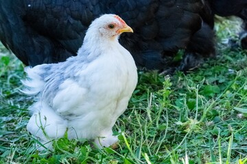 portrait of chick in the grass