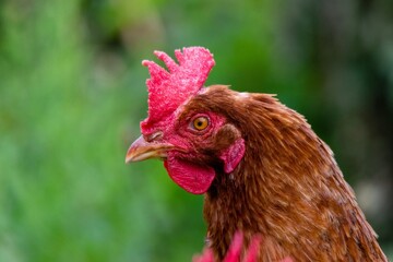 portrait of chicken in the grass