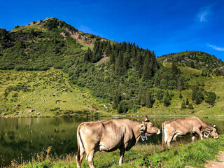 Naklejka premium Swiss cows on a mountain on a sunny day with a lake in the background - Landscape Photography