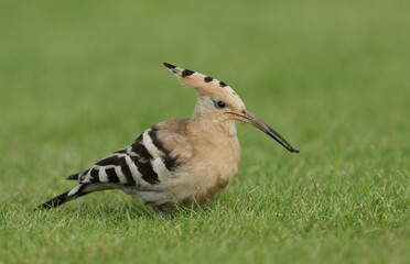 A magnificent Hoopoe, Upupa epops, feeding in a field in the UK. It has an insect in its beak which it is about to eat.	