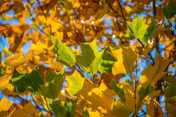 Wunderschöne Herbstfarben an den Blättern eines Tulpenbaums im Oktober