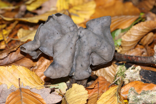 An Elfin Saddle fungus, Helvella Lacunosa, growing in woodland in the UK.