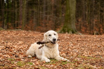 Golden Retriver playing with a stick in the meadow