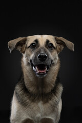 dog smiling , funny portrait. Happy pet in studio on black background. 
