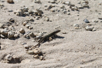 Little lizard in the sand
