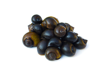Pomacea canaliculata on white background.