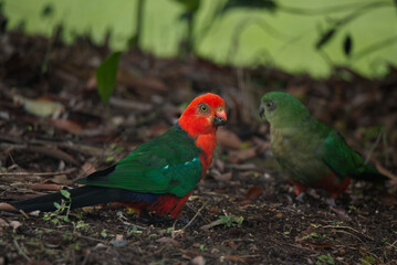 Male Australian King-Parrot feeding lychee to a juvenile