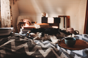 cozy winter home with dog sleeping on bed on warm blanket, book and cup of tea. Authentic house interior.