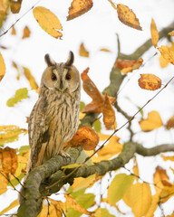 Long Eared Owl perched in the autumn leases.