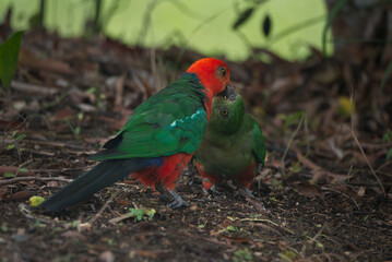 Male Australian King-Parrot feeding lychee to a juvenile