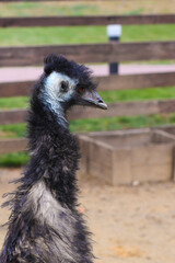 A black ostrich in a zoo. Side shot. Portrait: long neck and head. Wooden fence