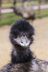 Fototapeta premium A black ostrich in a zoo. Watches into a camera. Portrait: neck and head. Wooden fence
