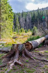 Felled tree trunk and tree stump on a mountain glade in coniferous forest in Tatra Mountains, Poland.