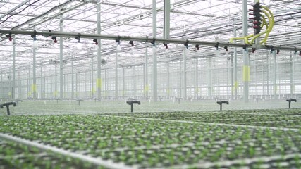 agriculture farm plant hydroponic, watering of green plants in hydroponic greenhouse of agro company spbd. Metal equipment moves over annual crops and sprays clean aqua during working process in light