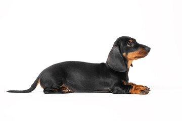 Cute little black and tan puppy dachshund lying down on the floor on total white background. Adorable new family member at home concept. Close up, copy space.