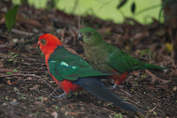 Male Australian King-Parrot feeding lychee to a juvenile