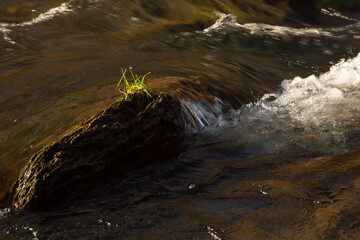 jesienny spacer, wysepka z trawą