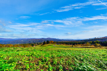 Fototapeta premium 【妙高高原】紅葉時期の高原風景