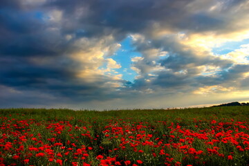 Landscape with nice sunset over poppy field. Summer evening in countryside.