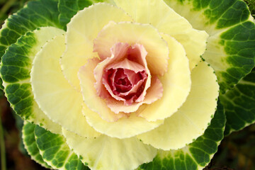 Cabbage as a background image. 