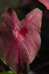 Fototapeta premium water drops on red leaf