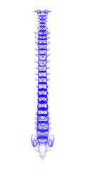 3d illustration human vertebral column
