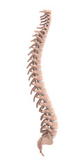3d illustration human vertebral column
