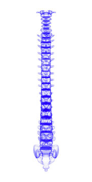 3d illustration human vertebral column
