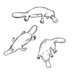 Hand drawn platypus. Vector   illustration.