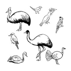 Birds of australia. Vector  illustration.