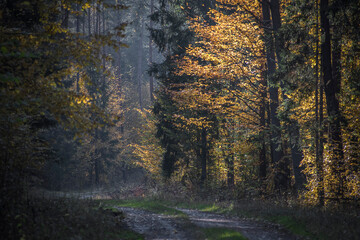 Obraz premium Dark autumnal road leading into the depths of the wilderness. The leaves are illuminated by the evening sun. Selective focus on the trees, blurred background.