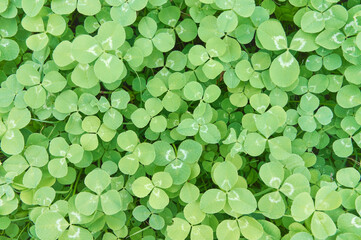Green clover leaves Green background