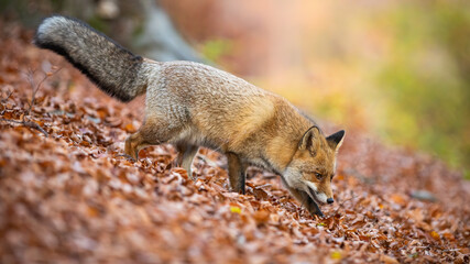 Red fox, vulpes vulpes, walking on foliage in forest in autumn nature. Wild predator moving on leaves in woodland during fall season. Orange mammal with fluffy tail going in wilderness.