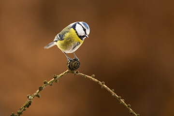 Eurasian blue tit, cyanistes caeruleus, sitting on twig in autumn nature. Colorful little bird resting on cone in fall. Feathered animal with yellow belly and blue back looking on bough.