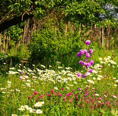 bauerngarten bunte blumenwiese