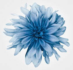 Blue dahlia  flower white  background isolated  with clipping path. Closeup. For design. Nature.