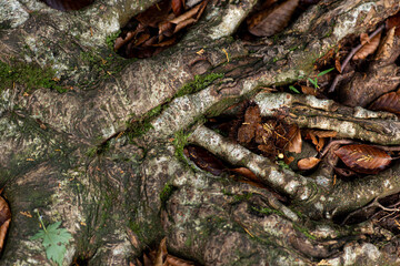 落ち葉が積もる森