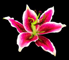 Pink lily flower on a black background isolated  with clipping path. for design. Nature.