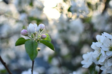 Flowers of the apple tree. Spring day. Photo taken with selected focus.