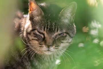 Naklejka na ściany i meble 緑の中の野良猫　キジトラ猫