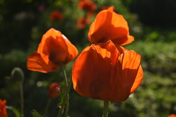 Fototapeta na wymiar Poppy flowers illuminate the rays of the setting sun. Photo taken with selective focus and noise effect